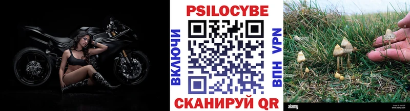 Купить  Няндома  Галлюциногенные грибы Psilocybine cubensis 